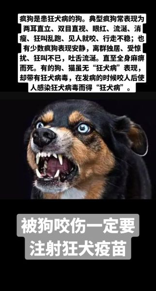 狗咬了会破财吗_狗咬人真的影响财运吗