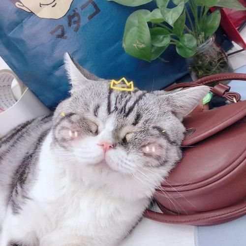 梦到铲屎是什么意思_如何化解梦境焦虑