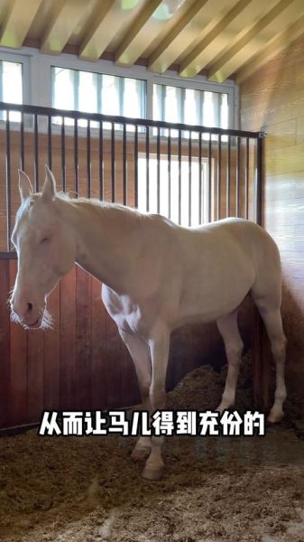 梦到马摔倒是什么意思_梦见马摔倒预示什么