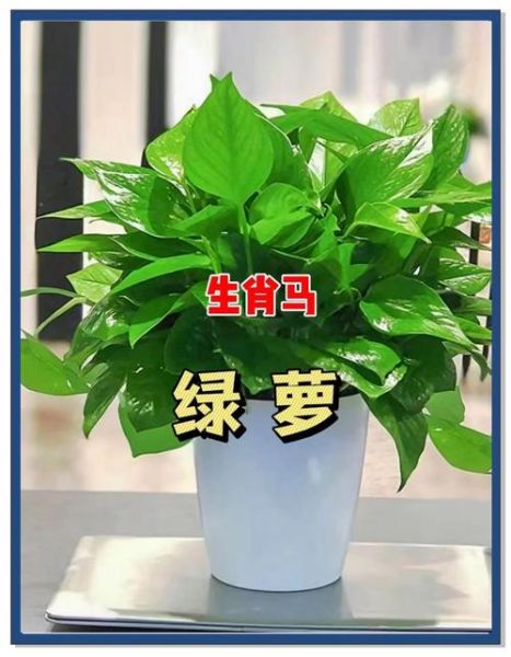 属相生意配对_哪些生肖合伙最旺财