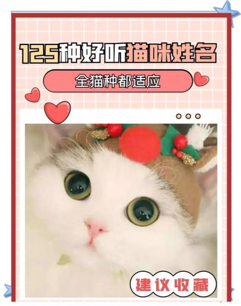 猫取名字带财运_怎么给猫起招财名字