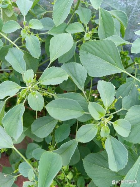 梦到苋菜是什么意思_苋菜梦境解析