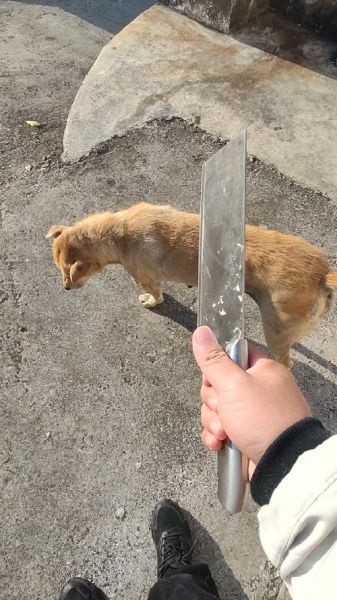 梦到杀狗吃_梦见杀狗吃狗肉是什么意思