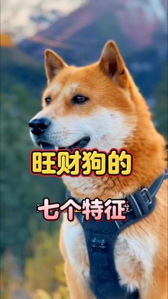 养狗会影响财运吗_家里养狗招财还是破财