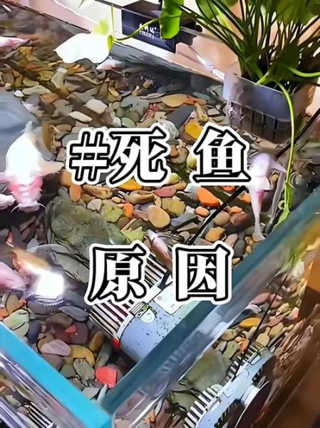 梦到水缸里有鱼是什么意思_水缸里鱼死了预示什么