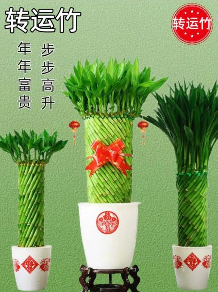 竹子养不好影响财运吗_风水竹子摆放禁忌