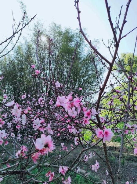 梦到桃花树是什么意思_梦到桃花树预示着什么