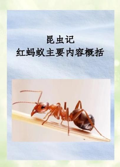 梦到红蚁是什么意思_梦见红蚂蚁咬人怎么办