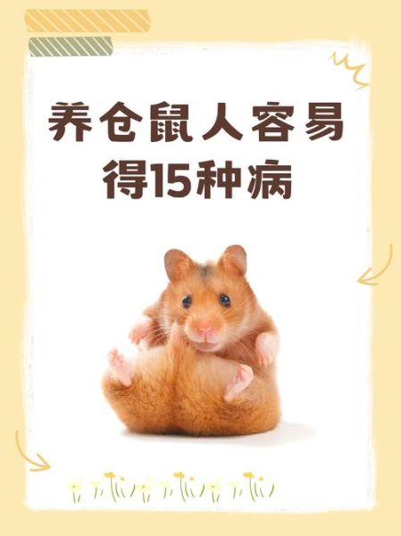 梦到养仓鼠_什么预兆