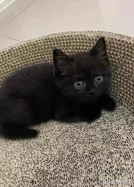 梦到黑色的猫_梦见黑猫是什么意思