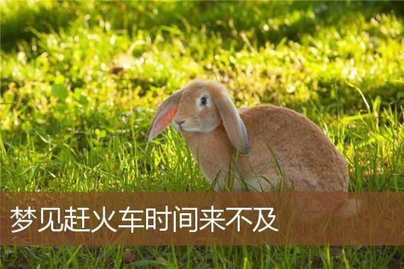 梦到赶火车时间很紧_意味着什么