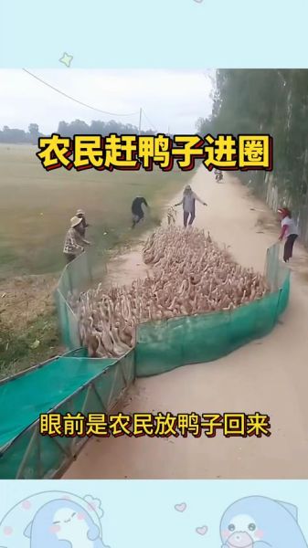 梦到赶鸭子是什么意思_梦见赶鸭子好不好