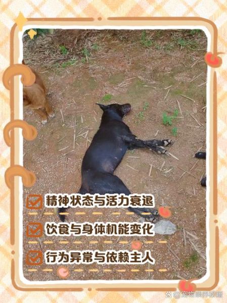 梦到狗死是什么意思_梦到狗死预示什么