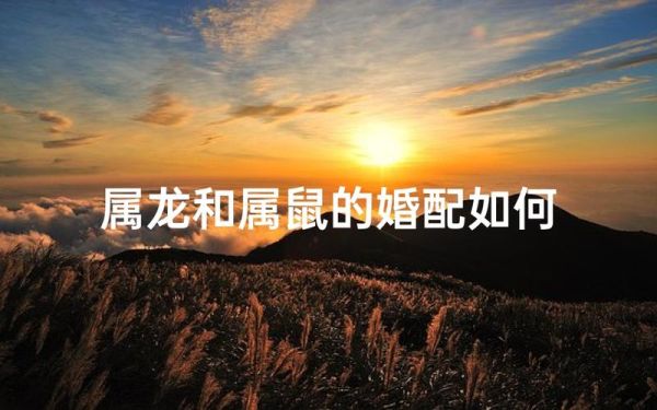 属龙和属鼠的婚姻如何_属龙和属鼠的合不合