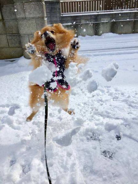 梦到走雪路是什么意思_梦见雪地行走好不好