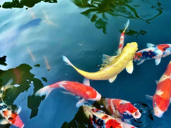 梦到大锦鲤是什么意思_梦到大锦鲤预示着什么