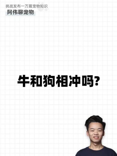 牛冲属相_牛冲什么生肖