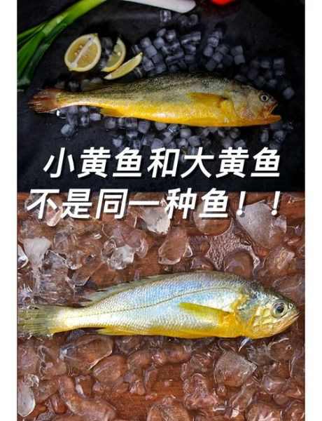 梦到黄花鱼是什么意思_黄花鱼梦境解析