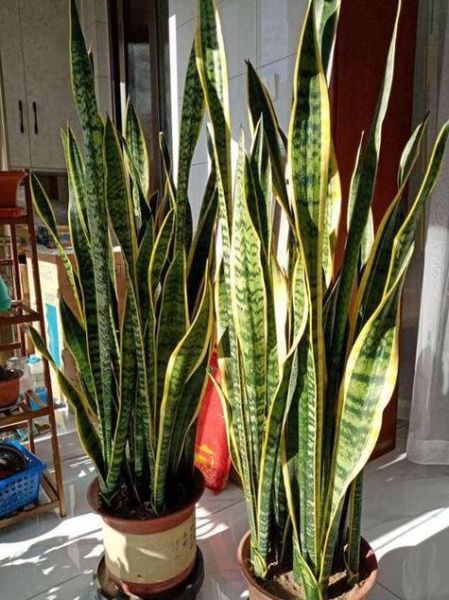 属虎养什么植物招财_属虎植物风水禁忌