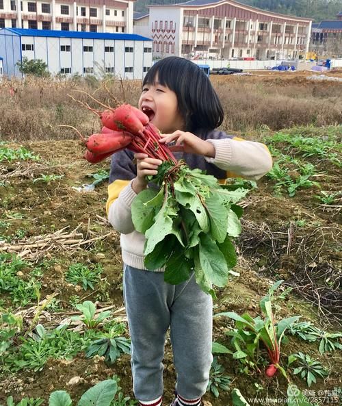 梦到拔白萝卜是什么意思_拔白萝卜梦境解析