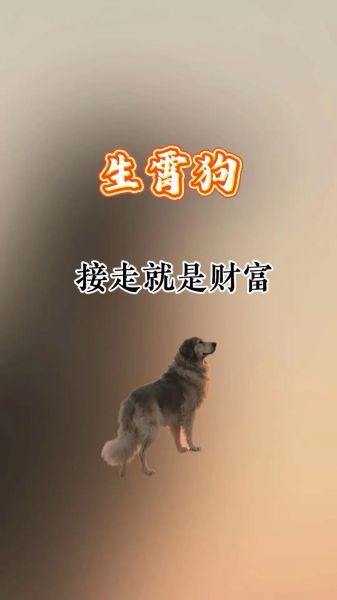 1994年属狗男运势_94年属狗男适合什么职业