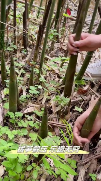 梦到拔竹笋是什么意思_如何化解