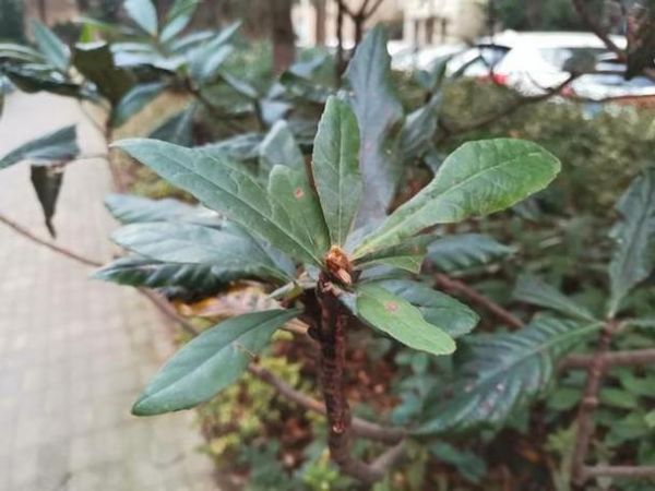 梦到枇杷果是什么意思_枇杷果梦境解析