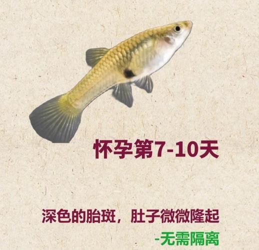 怀孕经常梦到鱼是什么意思_胎梦鱼预示男女吗