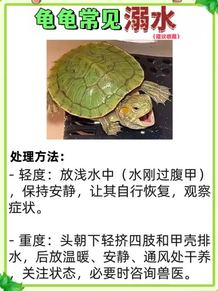梦到水和乌龟是什么意思_梦见乌龟在水里游预示什么
