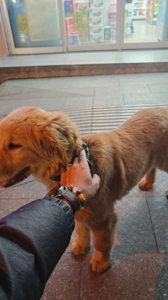 梦到捡了一只小狗_是什么意思
