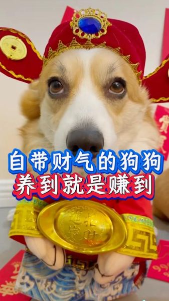 养狗能带来财运吗_家里养狗招财风水