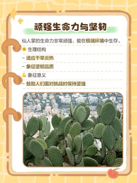 梦到种仙人掌是什么意思_仙人掌梦境解析