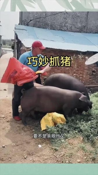 梦到捉猪是什么意思_梦见捉猪好不好