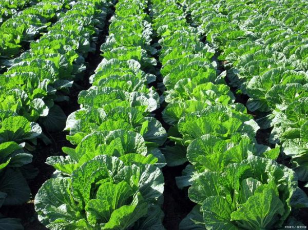 梦到白菜地是什么意思_梦到白菜地预示什么