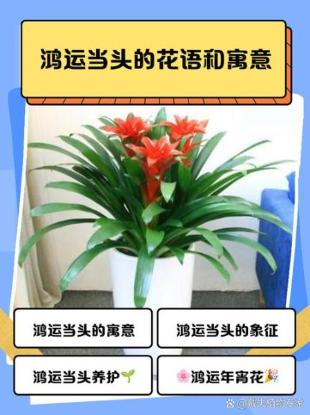 鸿运当头_鸿字招财三字秘诀