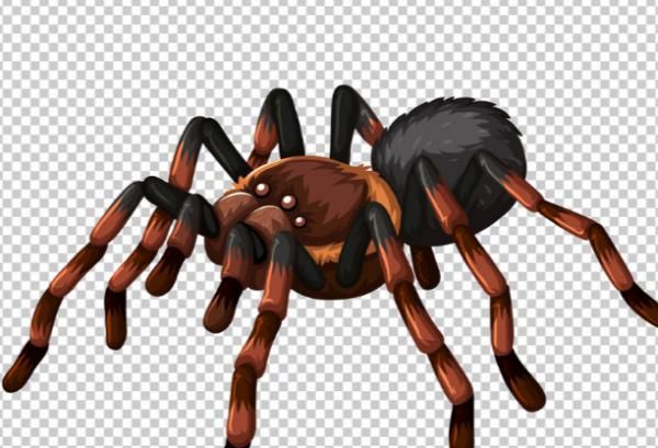 梦到蜘蛛是什么意思_梦见蜘蛛网缠身好不好