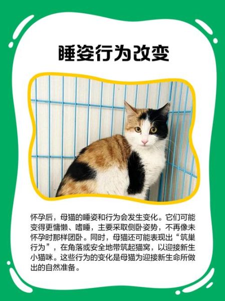 梦到猫是胎梦吗_孕妇梦见猫预示什么