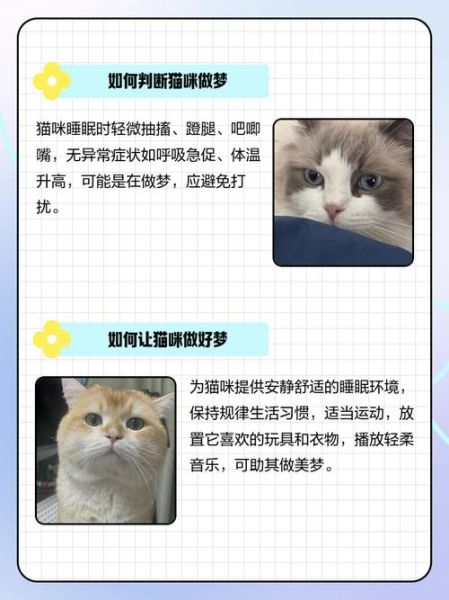 梦到猫是什么意思_梦见猫抓自己代表什么