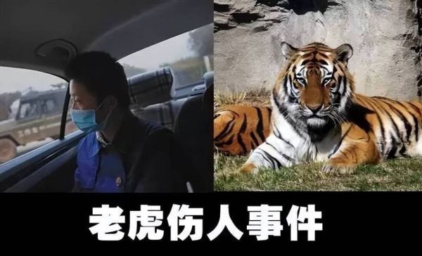 梦到被虎咬是什么意思_被老虎咬了预示什么