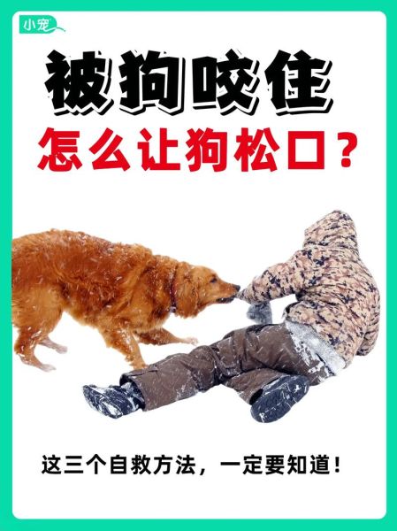 梦到被狗咬是什么意思_如何化解