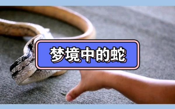 梦到蓝色蛇是什么意思_蓝色蛇在梦里代表什么
