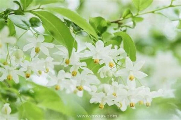 梦到落白花是什么意思_梦见白花掉落预示什么