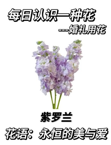 梦到紫罗兰是什么意思_紫罗兰梦境解析