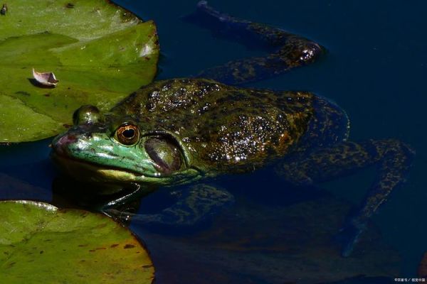 梦到牛蛙是什么意思_梦见牛蛙的预兆