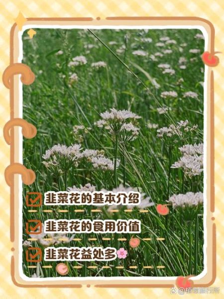 梦到韭菜花是什么意思_韭菜花梦境解析
