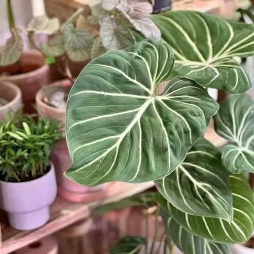 梦到绿叶植物是什么意思_梦见绿植代表什么
