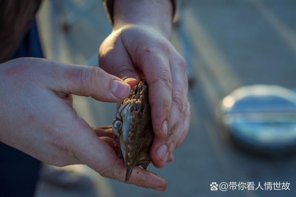 梦到被螃蟹夹是什么意思_如何破解