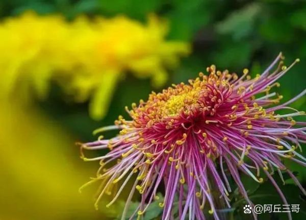 梦到花凋谢是什么意思_花谢梦境解析