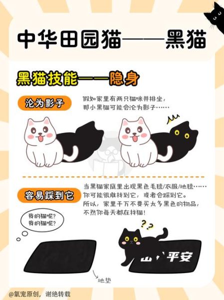 梦到黑猫是什么意思_黑猫入梦预示什么