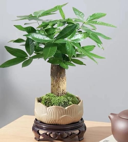 财运相连树摆放禁忌_如何正确招财
